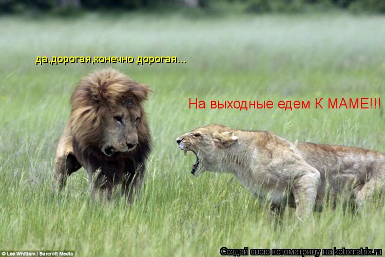 На выходные едем К МАМЕ!!! да,дорогая,конечно дорогая...... Котоматрица: На выходные едем К МАМЕ!!! да,дорогая,конечно дорогая...