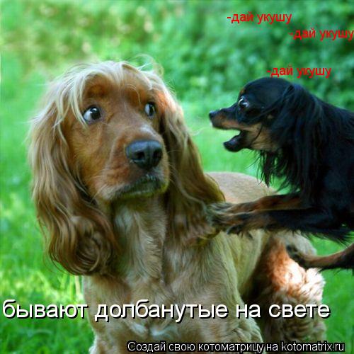 бывают долбанутые на свете -дай укушу -дай укушу -дай укушу... Котоматрица: бывают долбанутые на свете -дай укушу -дай укушу -дай укушу