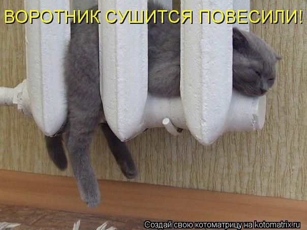 ВОРОТНИК СУШИТСЯ ПОВЕСИЛИ!... Котоматрица: ВОРОТНИК СУШИТСЯ ПОВЕСИЛИ!