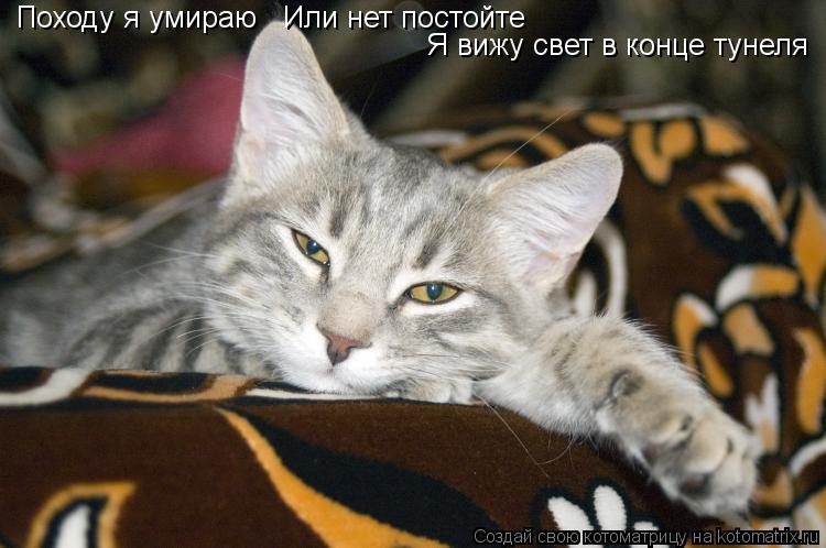 Походу я умираю Или нет постойте Я вижу свет в конце тунеля... Котоматрица: Походу я умираю Или нет постойте Я вижу свет в конце тунеля