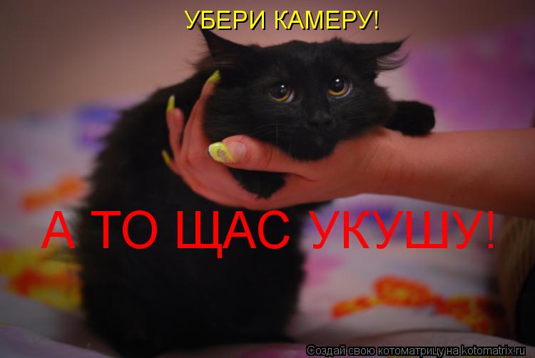 УБЕРИ КАМЕРУ! А ТО ЩАС УКУШУ!... Котоматрица: УБЕРИ КАМЕРУ! А ТО ЩАС УКУШУ!