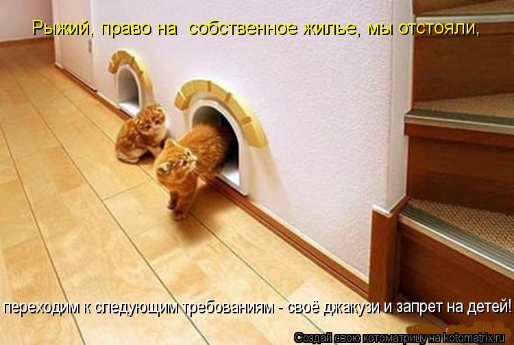 Рыжий, право на собственное жилье, мы отстояли, переходим к следующим требованиям - своё джакузи и з... Котоматрица: Рыжий, право на собственное жилье, мы отстояли, переходим к следующим требованиям - своё джакузи и запрет на детей!
