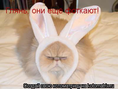 Глянь, они ещё фоткают!... Котоматрица: Глянь, они ещё фоткают!