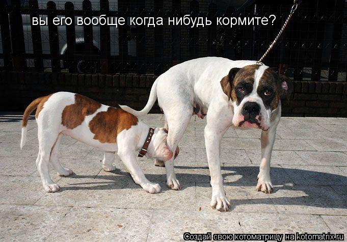 вы его вообще когда нибудь кормите?... Котоматрица: вы его вообще когда нибудь кормите?