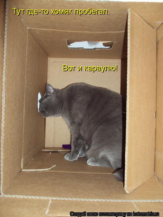 Тут где-то хомяк пробегал. Вот и караулю!... Котоматрица: Тут где-то хомяк пробегал. Вот и караулю!