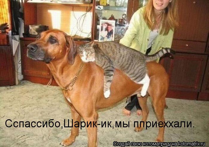 Сспассибо,Шарик-ик,мы пприеххали.... Котоматрица: Сспассибо,Шарик-ик,мы пприеххали.