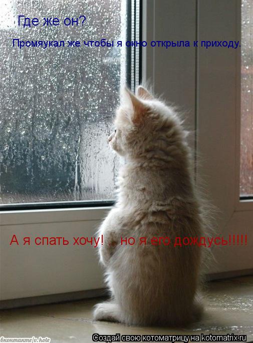 Где же он? Промяукал же чтобы я окно открыла к приходу. А я спать хочу! .. но я его дождусь!!!!!... Котоматрица: Где же он? Промяукал же чтобы я окно открыла к приходу. А я спать хочу! .. но я его дождусь!!!!!