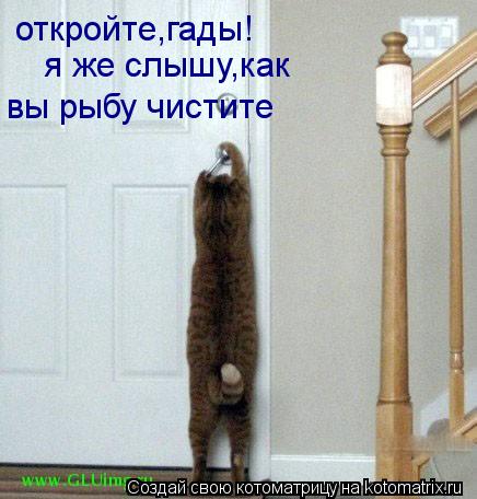 откройте,гады! я же слышу,как вы рыбу чистите... Котоматрица: откройте,гады! я же слышу,как вы рыбу чистите