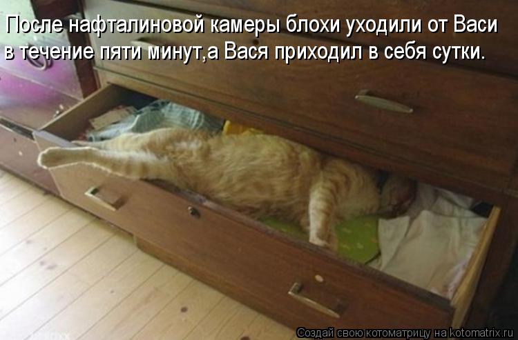 После нафталиновой камеры блохи уходили от Васи в течение пяти минут,а Вася приходил в себя сутки.... Котоматрица: После нафталиновой камеры блохи уходили от Васи в течение пяти минут,а Вася приходил в себя сутки.