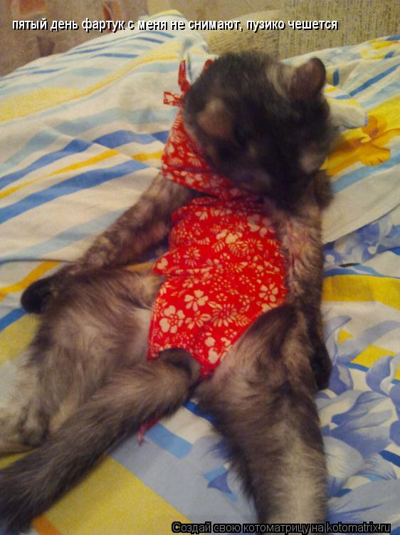 пятый день фартук с меня не снимают, пузико чешется... Котоматрица: пятый день фартук с меня не снимают, пузико чешется