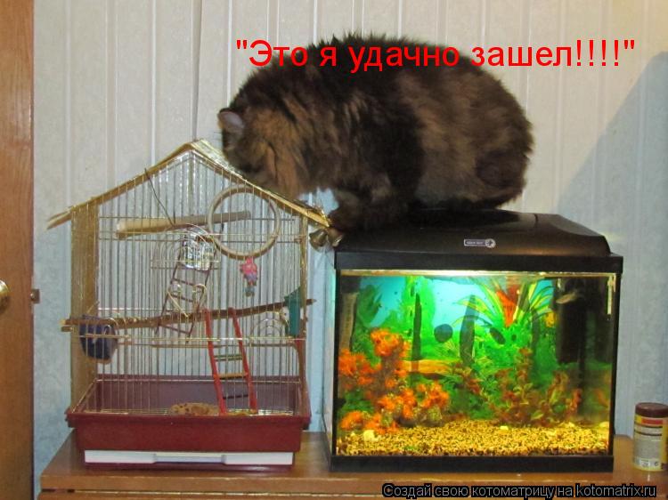 "Это я удачно зашел!!!!"... Котоматрица: "Это я удачно зашел!!!!"