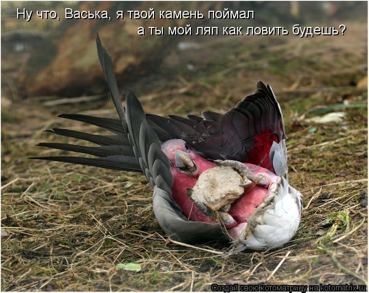 Ну что, Васька, я твой камень поймал а ты мой ляп как ловить будешь?... Котоматрица: Ну что, Васька, я твой камень поймал а ты мой ляп как ловить будешь?