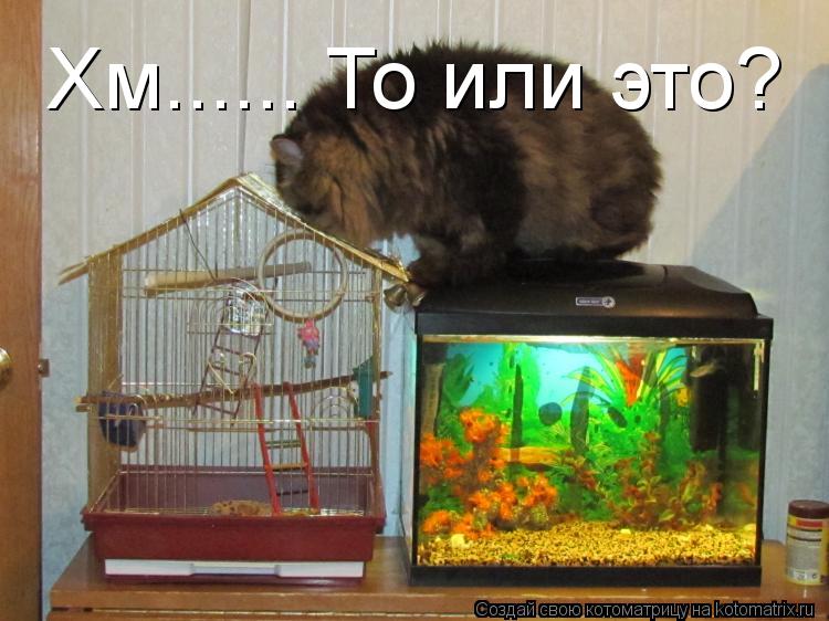 Хм...... То или это? Два выбора ...... Котоматрица: Хм...... То или это? Два выбора ...