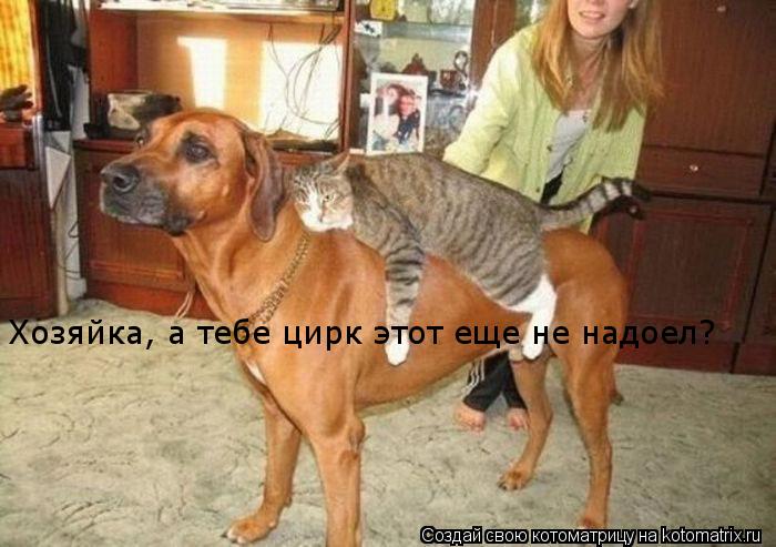Хозяйка, а тебе цирк этот еще не надоел?... Котоматрица: Хозяйка, а тебе цирк этот еще не надоел?