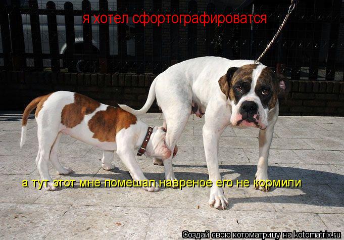 я хотел сфортографироватся а тут этот мне помешал.навреное его не кормили... Котоматрица: я хотел сфортографироватся а тут этот мне помешал.навреное его не кормили