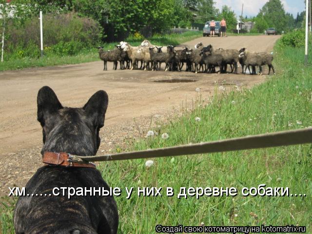 хм......странные у них в деревне собаки....... Котоматрица: хм......странные у них в деревне собаки....