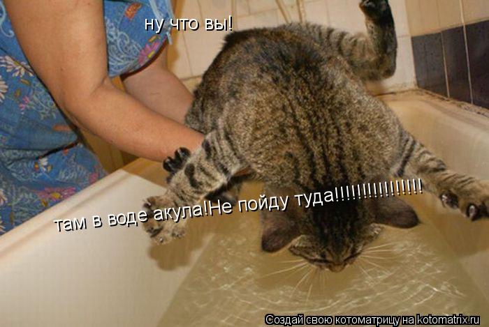 ну что вы! там в воде акула!Не пойду туда!!!!!!!!!!!!!!!!... Котоматрица: ну что вы! там в воде акула!Не пойду туда!!!!!!!!!!!!!!!!