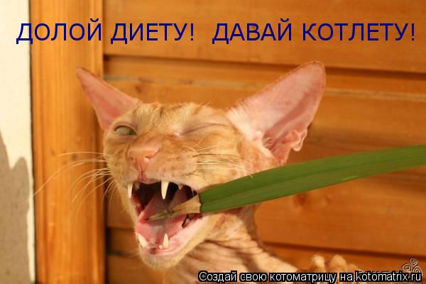 ДОЛОЙ ДИЕТУ! ДАВАЙ КОТЛЕТУ!... Котоматрица: ДОЛОЙ ДИЕТУ! ДАВАЙ КОТЛЕТУ!