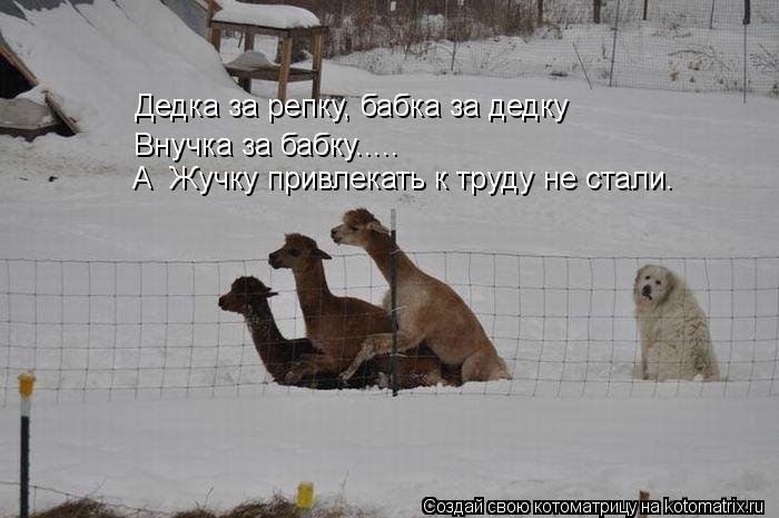 Дедка за репку, бабка за дедку Внучка за бабку..... А Жучку привлекать к труду не стали.... Котоматрица: Дедка за репку, бабка за дедку Внучка за бабку..... А Жучку привлекать к труду не стали.