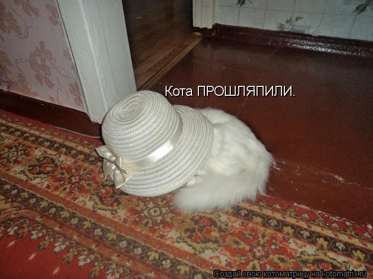 Кота ПРОШЛЯПИЛИ.... Котоматрица: Кота ПРОШЛЯПИЛИ.