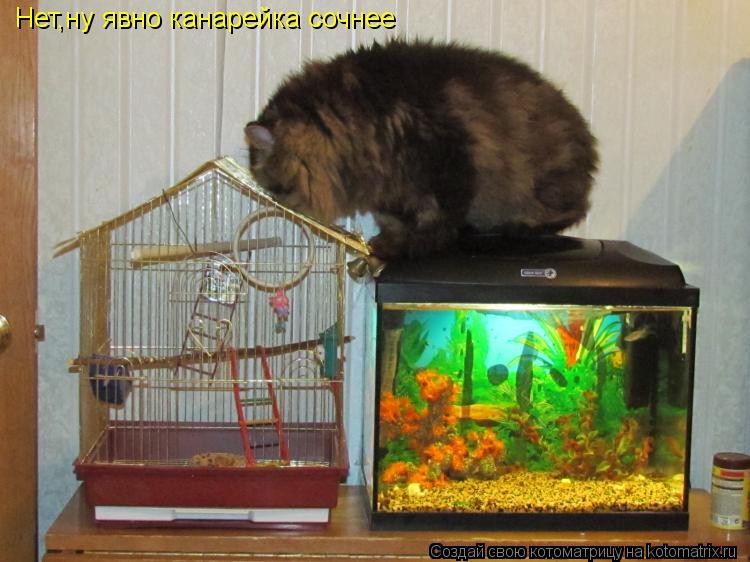 Нет,ну явно канарейка сочнее... Котоматрица: Нет,ну явно канарейка сочнее