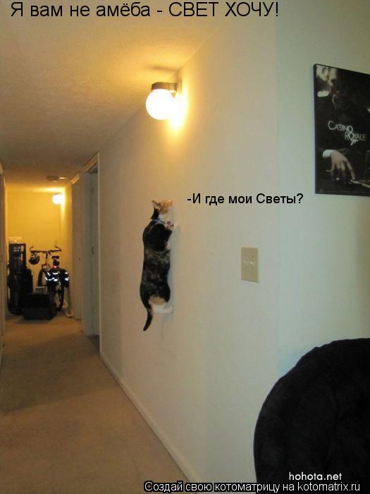 Я вам не амёба - СВЕТ ХОЧУ! -И где мои Светы?... Котоматрица: Я вам не амёба - СВЕТ ХОЧУ! -И где мои Светы?