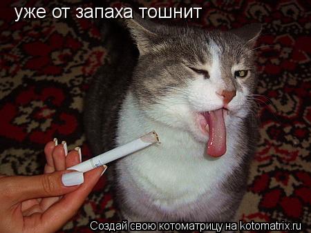 уже от уже от запаха тошнит... Котоматрица: уже от уже от запаха тошнит