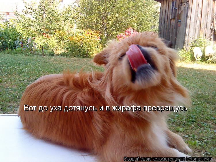 Вот до уха дотянусь и в жирафа превращусь... Котоматрица: Вот до уха дотянусь и в жирафа превращусь