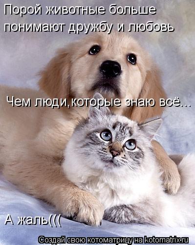 Котоматрица: Порой животные больше  понимают дружбу и любовь Чем люди,которые знаю всё... А жаль(((