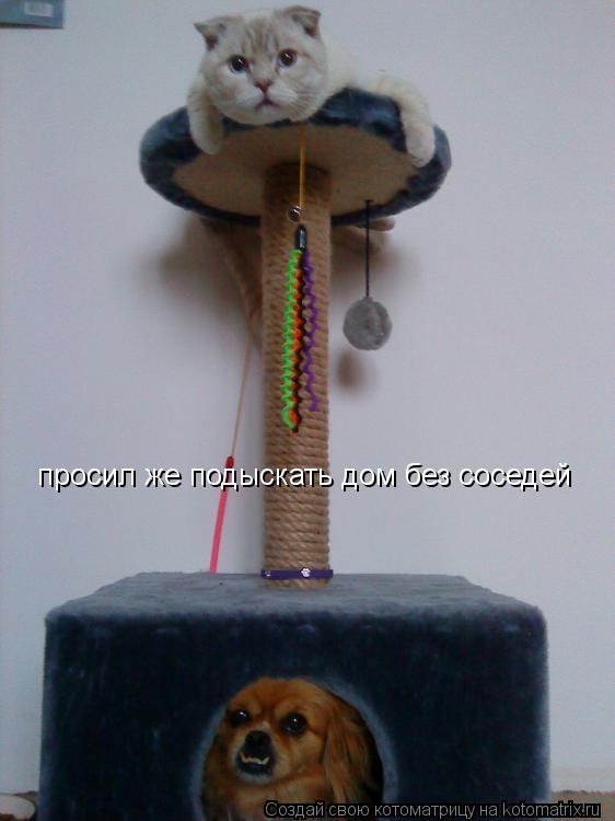 Котоматрица: просил же подыскать дом без соседей