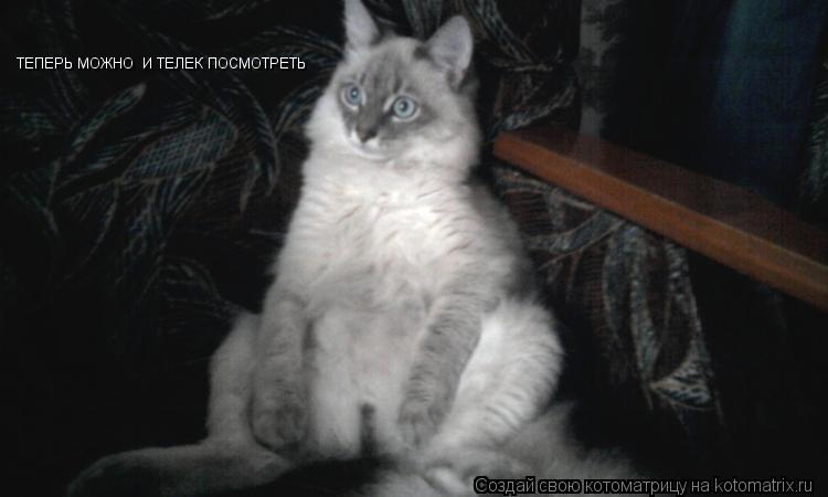 Котоматрица: ТЕПЕРЬ МОЖНО  И ТЕЛЕК ПОСМОТРЕТЬ