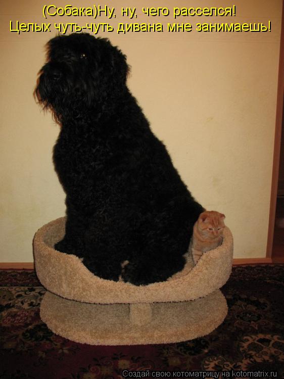 Котоматрица: (Собака)Ну, ну, чего расселся!  Целых чуть-чуть дивана мне занимаешь!