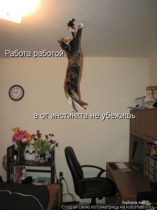 Котоматрица: Работа работой, а от инстинкта не убежишь