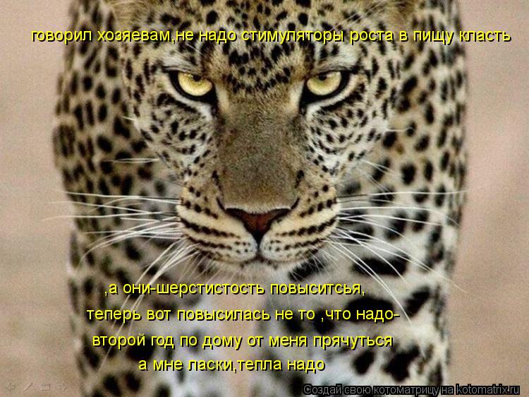 Котоматрица: говорил хозяевам,не надо стимуляторы роста в пищу класть ,а они-шерстистость повыситсья, теперь вот повысилась не то ,что надо- а мне ласки,т
