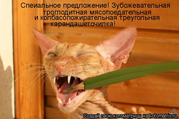 Котоматрица: Спеиальное предложение! Зубожевательная  троглодитная мясопоедательная  и колбасопожирательная треугольная  карандашеточилка!