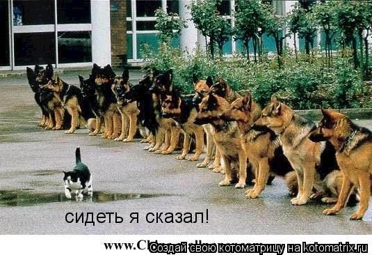Котоматрица: сидеть я сказал!