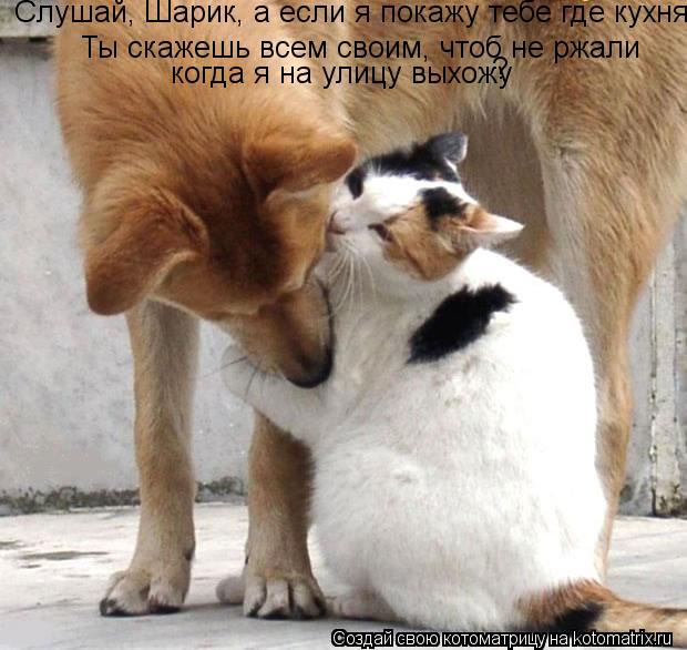 Котоматрица: Слушай, Шарик, а если я покажу тебе где кухня Ты скажешь всем своим, чтоб не ржали когда я на улицу выхожу ?