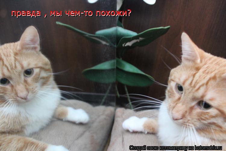 Котоматрица: правда , мы чем-то похожи? правда , мы чем-то похожи?