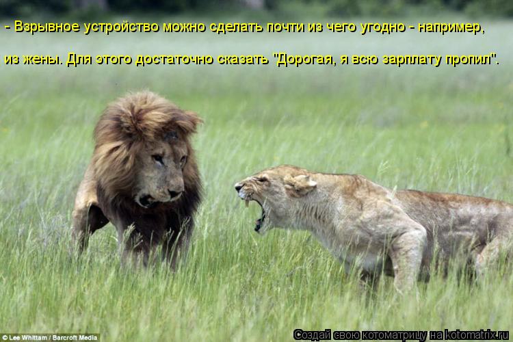 Котоматрица: - Взрывное устройство можно сделать почти из чего угодно - например, из жены. Для этого достаточно сказать "Дорогая, я всю зарплату пропил".