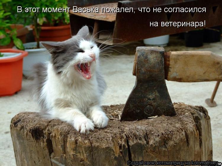 Котоматрица: В этот момент Васька пожалел, что не согласился на ветеринара!