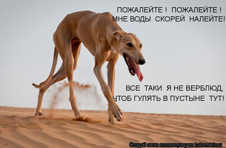 Котоматрица: ПОЖАЛЕЙТЕ !  ПОЖАЛЕЙТЕ ! МНЕ ВОДЫ  СКОРЕЙ  НАЛЕЙТЕ! ВСЕ  ТАКИ  Я НЕ ВЕРБЛЮД, ЧТОБ ГУЛЯТЬ В ПУСТЫНЕ  ТУТ!
