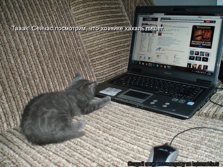 Котоматрица: Тааак! Сейчас посмотрим, что хозяйке хахаль пишет....