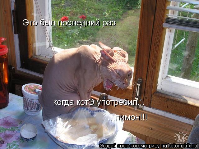 Котоматрица: Это был последний раз ...лимон!!! когда котЭ употребил...