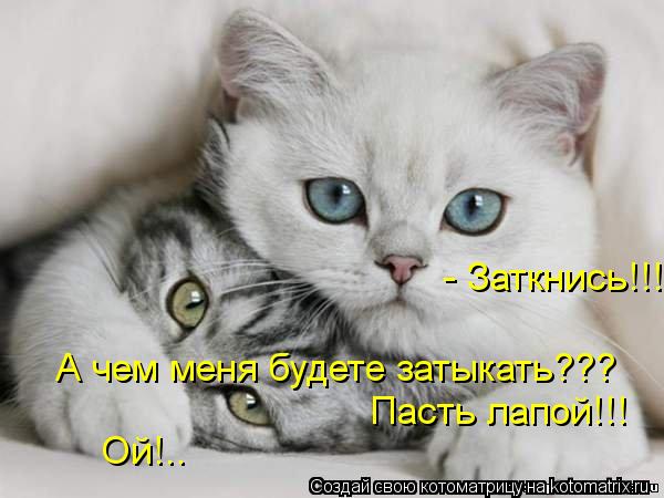 - Заткнись!!! А чем меня будете затыкать??? Пасть лапой!!! Ой!..... Котоматрица: - Заткнись!!! А чем меня будете затыкать??? Пасть лапой!!! Ой!..