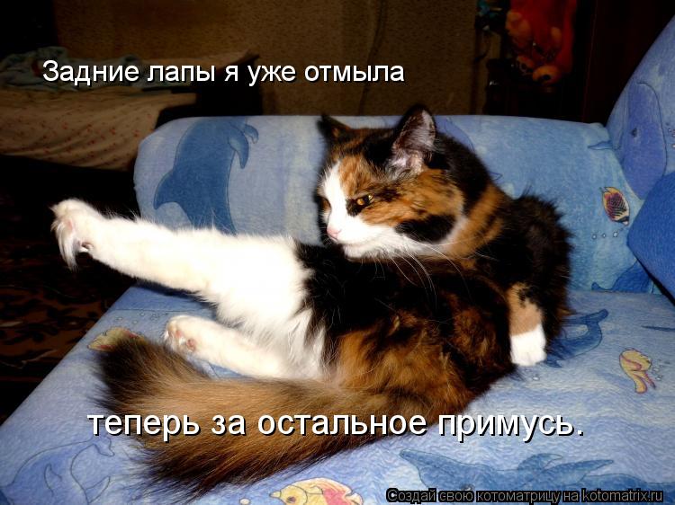 Котоматрица: Задние лапы я уже отмыла теперь за остальное примусь.