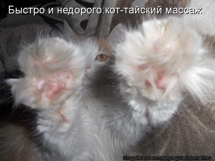 Котоматрица: Быстро и недорого:кот-тайский массаж