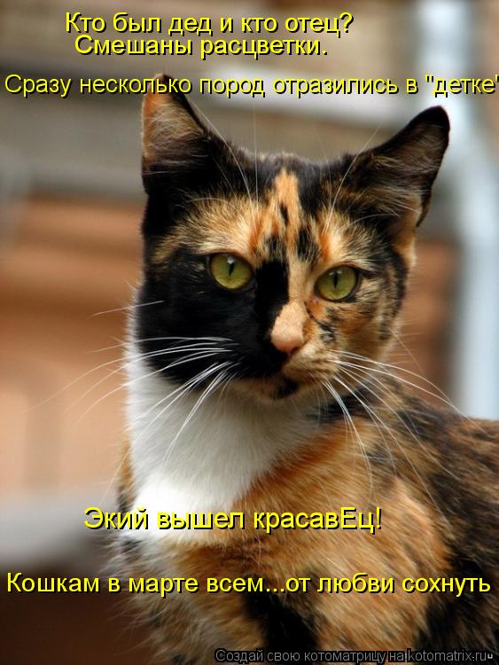 Котоматрица: Кто был дед и кто отец? Экий вышел красавЕц! Кошкам в марте всем...от любви сохнуть Сразу несколько пород отразились в "детке". Смешаны расцве
