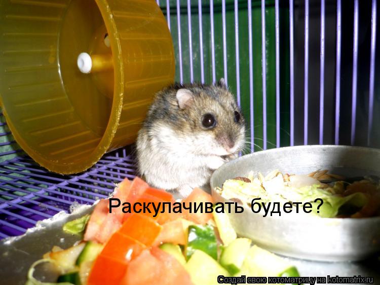 Котоматрица: Раскулачивать будете?