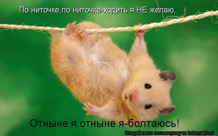 Котоматрица: По ниточке,по ниточке-ходить я НЕ желаю, Отныне я,отныне я-болтаюсь!