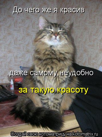 Котоматрица: До чего же я красив даже самому неудобно за такую красоту